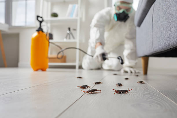 Commercial Rodent Management in Raymond